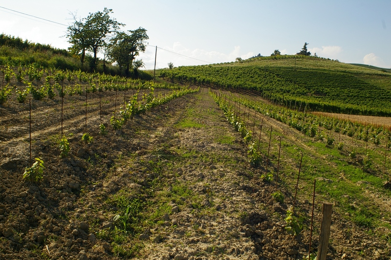 Vigneti in Località Paludo, facenti parte della buffer zone del territorio dichiarato dall UNESCO, Patrimonio dell Umanità.