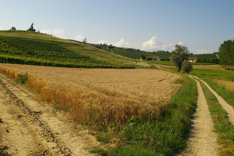 Campi di grano pronti per la mietitura.