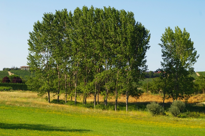  Pioppeto nella campagna astigiana nei comuni di Agliano Terme, Calosso e Costigliole d Asti.