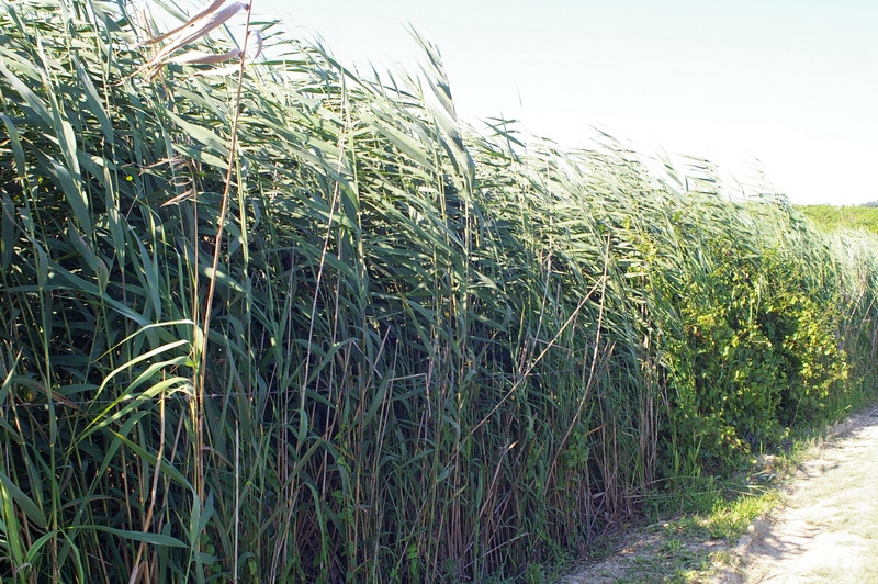  Canneto di Phragmites australis lungo le sponde del Laghetto di Sant Agnese in Località Paludo.