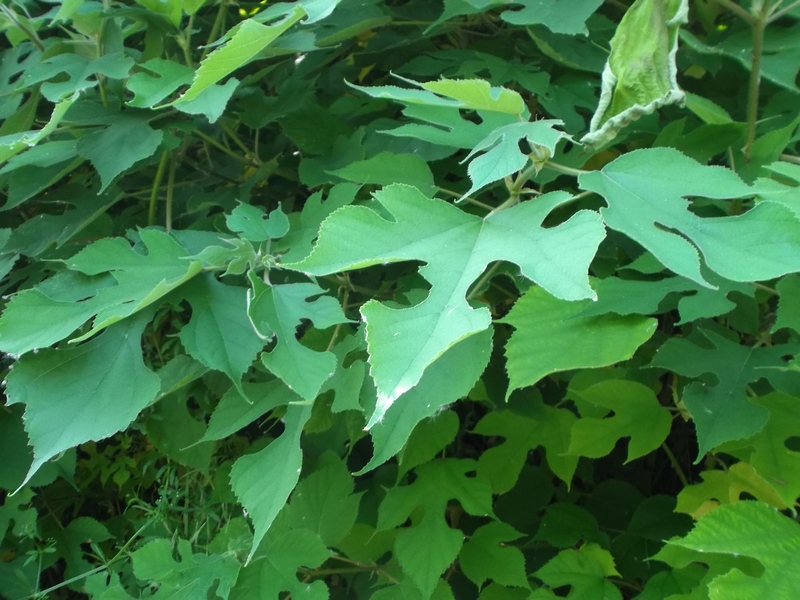 Bell esemplare di Broussonetia papyrifera presente lungo il percorso tra San Marzanotto e Mongardino.