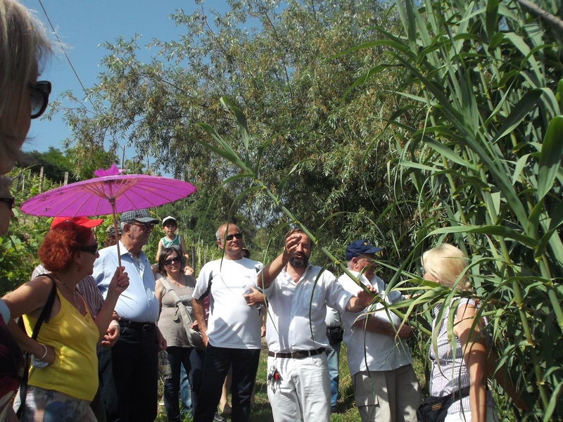 Canneto di Arundo donax presente lungo il percorso tra San Marzanotto e Mongardino.