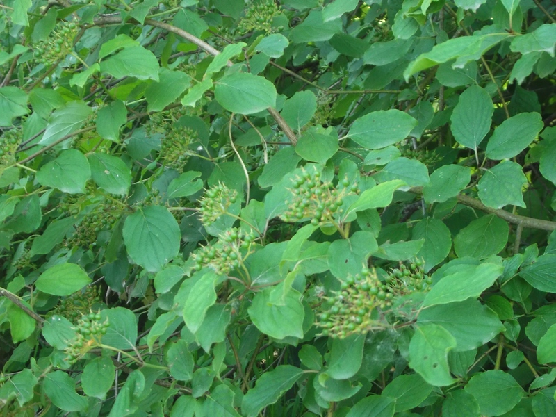 Belle fruttificazioni di sanguinello (Cornus sanguinea).