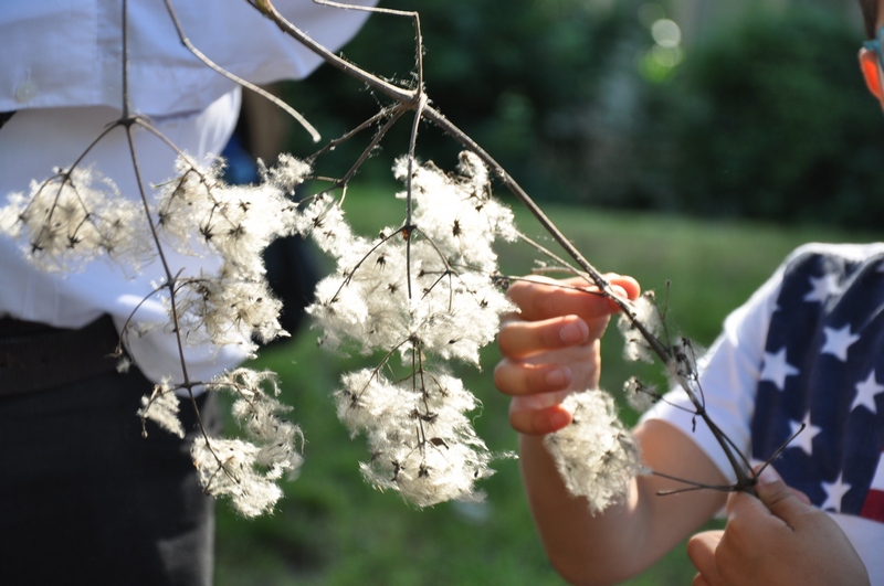 Ramificazione con acheni piumosi di Clematis vitalba recuperato da un partecipante alla camminata nei parchi cittadini astigiani [Foto di Francesco Devecchi].