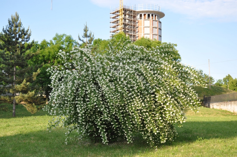 Veduta del Parco di Rio Crosio. Bell esemplare in piena fioritura di Philadelphus coronarius, noto anche come Fior d angelo.