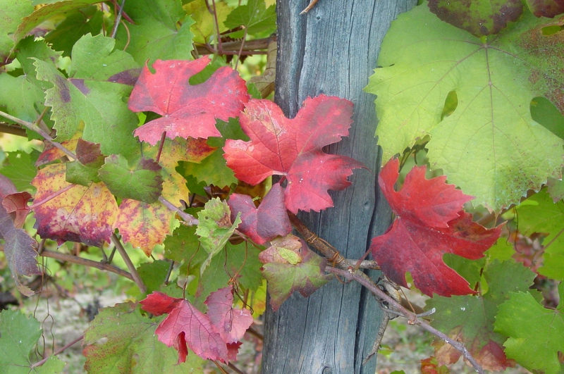 Peculiari arrossamenti su foglie di vite colpita da Flavescenza dorata [FOTO di Alberto Alma].