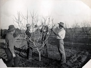 Corso di Potatura ed Innesto degli alberi da frutto, organizzato da Circolo Legambiente Valtriversa con quattro incontri in aula e due uscite in campagna, tenuto da Giuseppe Gai e Giovanni Gilardi