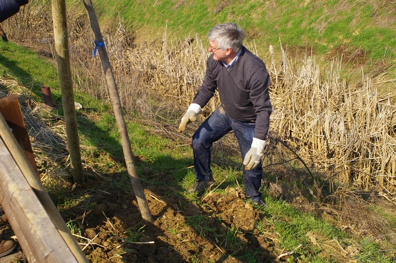 Scavo e messa a dimora di un tiglio da parte di Angelo Porta (Circolo Legambiente Valtriversa) [Foto di Franco Correggia].