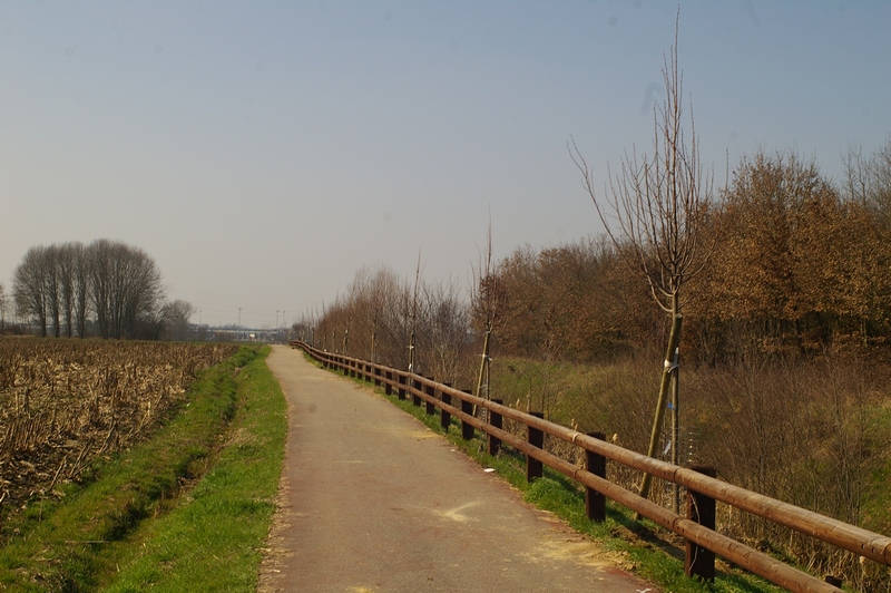 Veduta del nuovo viale alberata al termine della mattinata di lavoro.