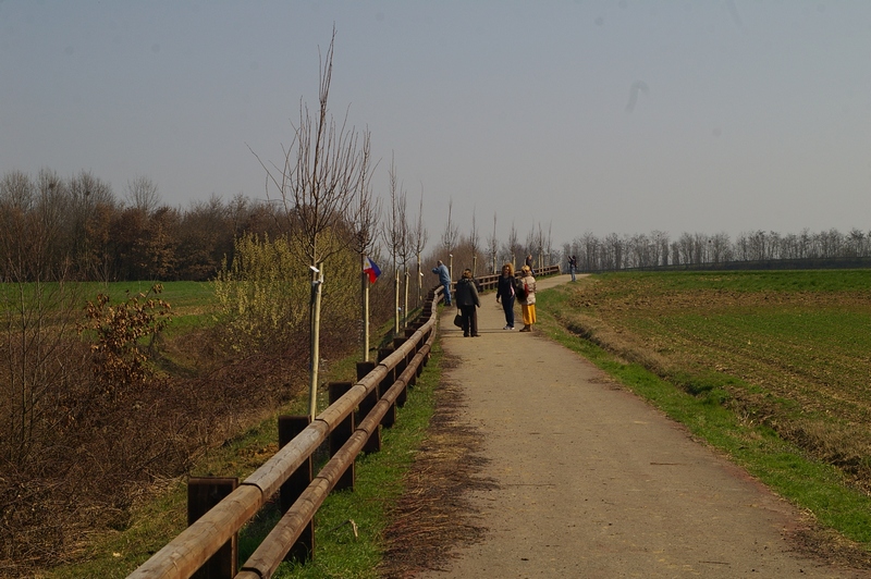 Veduta del nuovo viale alberata al termine della mattinata di lavoro.