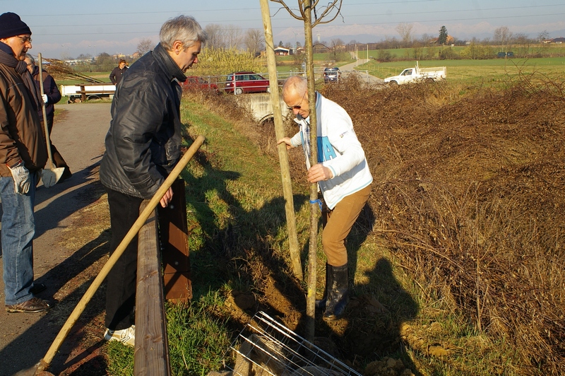 Operazioni di messa a dimora degli alberi (Tilia cordata) lungo la pista ciclabile di Villanova d Asti.