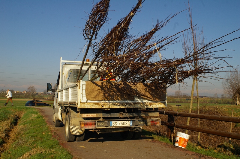 Alberi caricati sul camion del comune di Villanova d Asti per il trasporto e la disposizione lungo la pista ciclabile di Villanova d Asti.