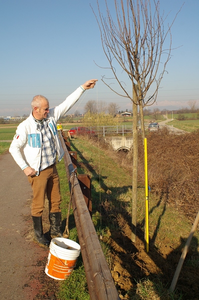 Operazione di messa in bolla degli alberi per una corretta piantagione.