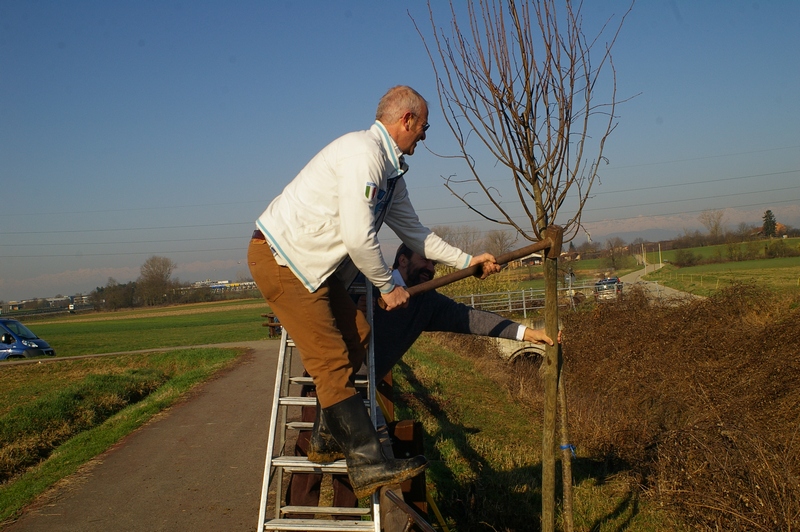 Piantamento del palo tutore degli alberi.