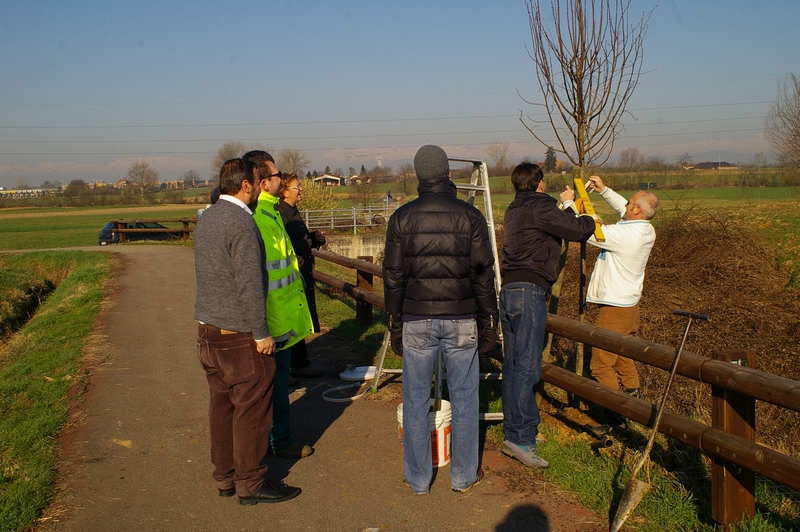 Completamento delle operazioni di legatura dell albero al palo tutore [Foto di Franco Correggia].