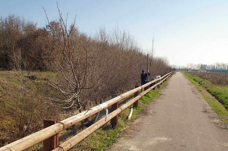 Nuova alberata in fase di realizzazione lungo la pista ciclabile di Villanova d Asti [Foto di Franco Correggia].