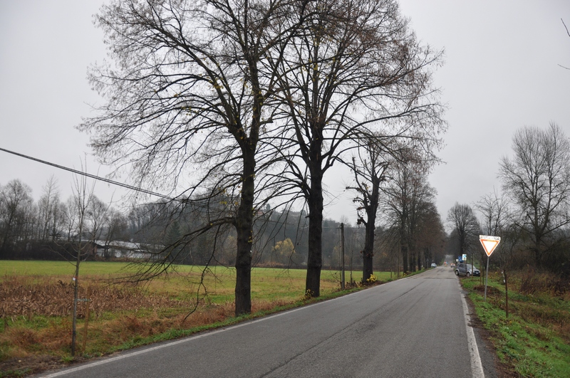 Veduta del "Viale dei Tigli" o "Viale dei Caduti della Grande guerra", interessato dagli abbattimenti nel 2013 da parte della Provincia di Asti ed oggetto di un completo intervento di ripiantagione, grazie al grande impegno della locale associazione "I nostri Tigli" di Montafia.