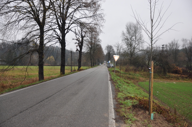 Veduta di uno dei nuovi esemplari arborei di tiglio messi a dimora nell autunno del 2014, grazie al grande impegno della locale associazione "I nostri Tigli" di Montafia.