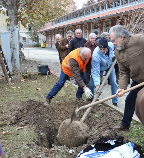 Piantagione del tiglio (Tilia cordata)  in memoria dell Ing. Giuseppe Ratti [Foto di Aurelia Brignolo].