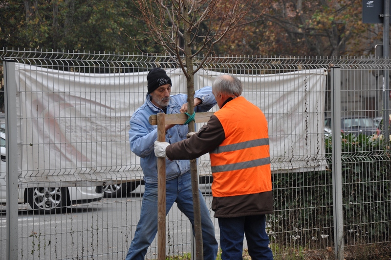 Piantagione del tiglio (Tilia cordata)  in memoria dell Ing. Giuseppe Ratti. 