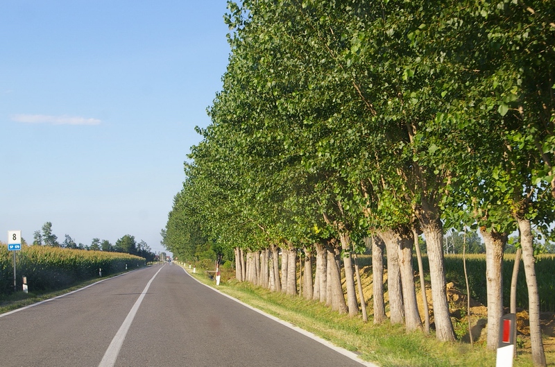 Alberature stradali di pioppi nel contesto piemontese, quale elemento fortemente connotante il paesaggio locale.