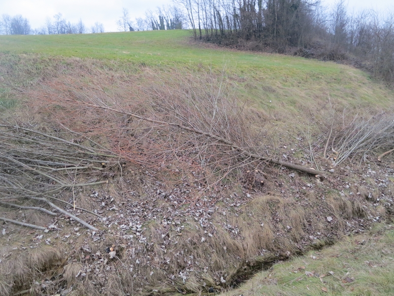 Veduta degli alberi tagliati lungo la scarpata stradale.