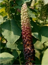 Phytolacca americana - Convegno su "Specie esotiche invasive: dalla prevenzione alla gestione"