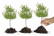 Giornata nazionale degli alberi - Riprendiamoci i nostri alberi a Portacomaro.