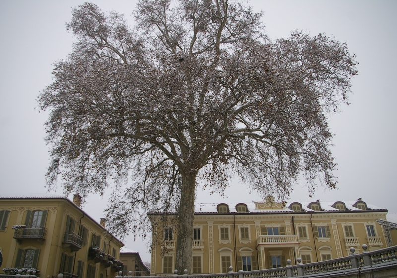 La bellezza suprema degli alberi merita rispetto e contemplazione: Platano monumentale di Vittorio Alfieri ad Asti.