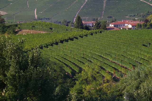 Veduta dello straordinario paesaggio viticolo del Comune di Neviglie, nei territori UNESCO riconosciuti Patrimonio dell Umanità.