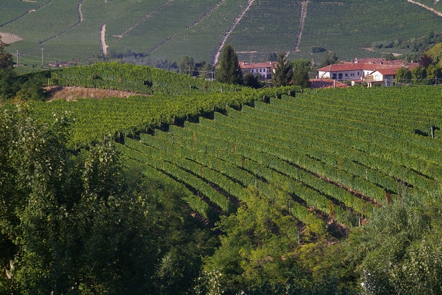Veduta dello straordinario paesaggio viticolo del Comune di Neviglie, nei territori UNESCO riconosciuti Patrimonio dell Umanità.