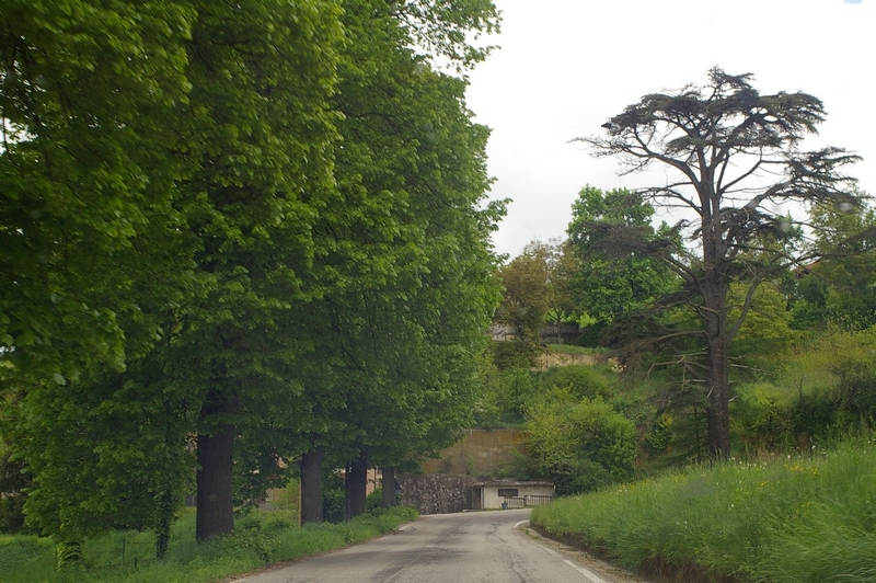 Veduta di un tratto del Viale storico della Rimembranza di Montafia d Asti, oggetto del Riconoscimento di notevole interesse pubblico ai sensi del Codice dei Beni culturali e del paesaggio.
