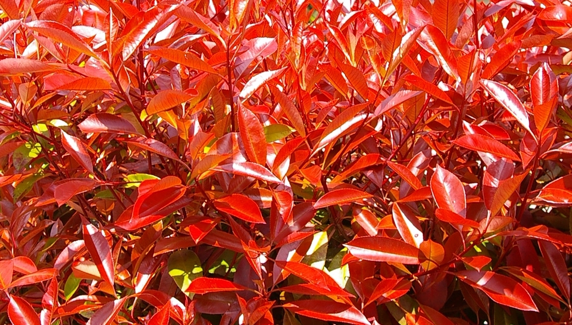 Colore rosso intenso nel periodo primaverile della specie arbustiva Photinia fraseri cv Red Robin, utilizzata per realizzare la siepe "Green wall" lungo parte del perimetro del cortile della Scuola elementare Galileo Ferraris di Asti.