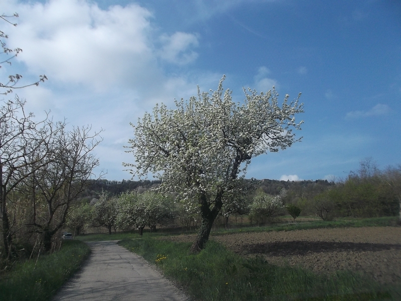 Pregevolissimo paesaggio agrario dell azienda Cà  Mariuccia di Albugnano nell Alto Astigiano.