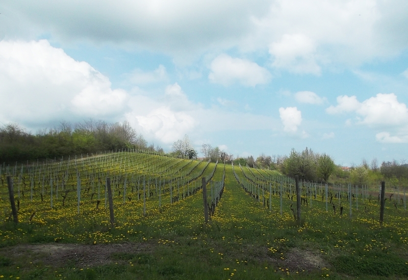 Pregevolissimo paesaggio viticolo dell azienda Cà  Mariuccia di Albugnano nell Alto Astigiano.