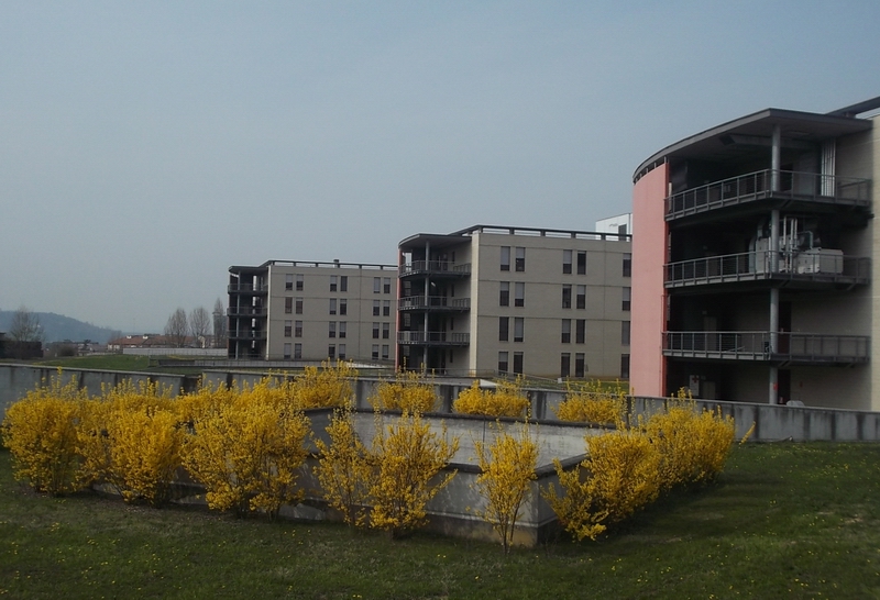 Veduta delle copiose fioriture primaverili di Forsythia x intermedia nel Parco dell Ospedale Cardinal Massaia di Asti.