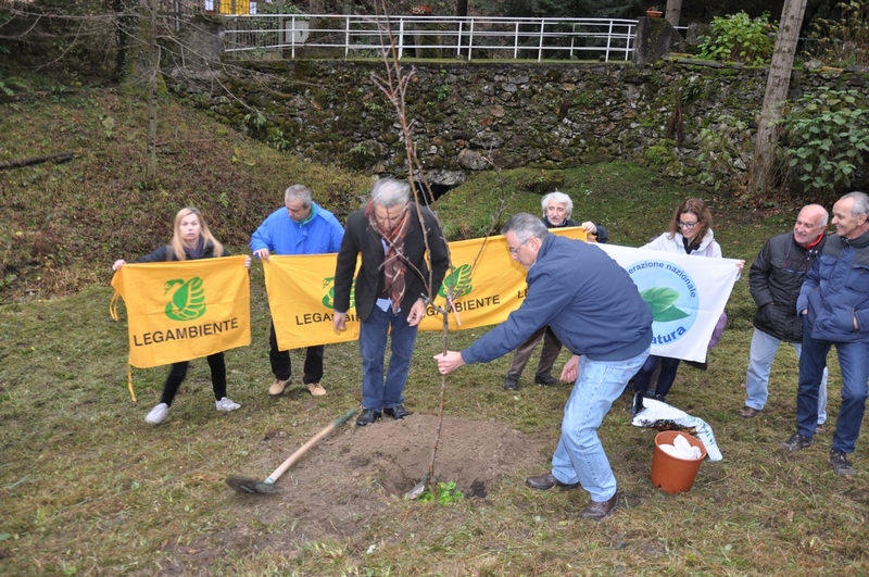 Esecuzione delle operazioni di piantagione di un Melo di una cultivar antica tradizionale per la località Vallaccia di Varallo Sesia, in occasione della Giornata Nazionale degli Alberi.