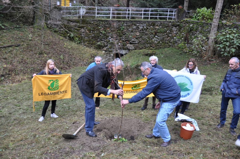 Esecuzione delle operazioni di piantagione di un Melo di una cultivar antica tradizionale per la località Vallaccia di Varallo Sesia, in occasione della Giornata Nazionale degli Alberi.