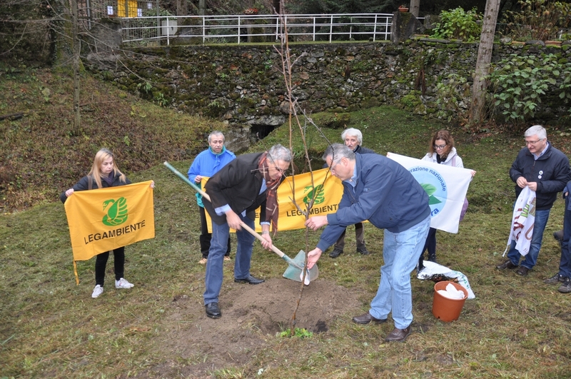 Esecuzione delle operazioni di piantagione di un Melo di una cultivar antica tradizionale per la località Vallaccia di Varallo Sesia, in occasione della Giornata Nazionale degli Alberi.