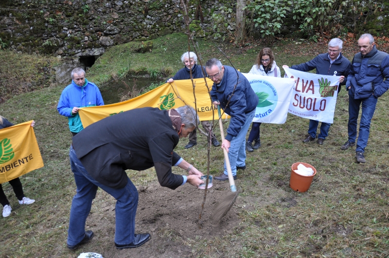 Esecuzione delle operazioni di piantagione di un Melo di una cultivar antica tradizionale per la località Vallaccia di Varallo Sesia, in occasione della Giornata Nazionale degli Alberi.