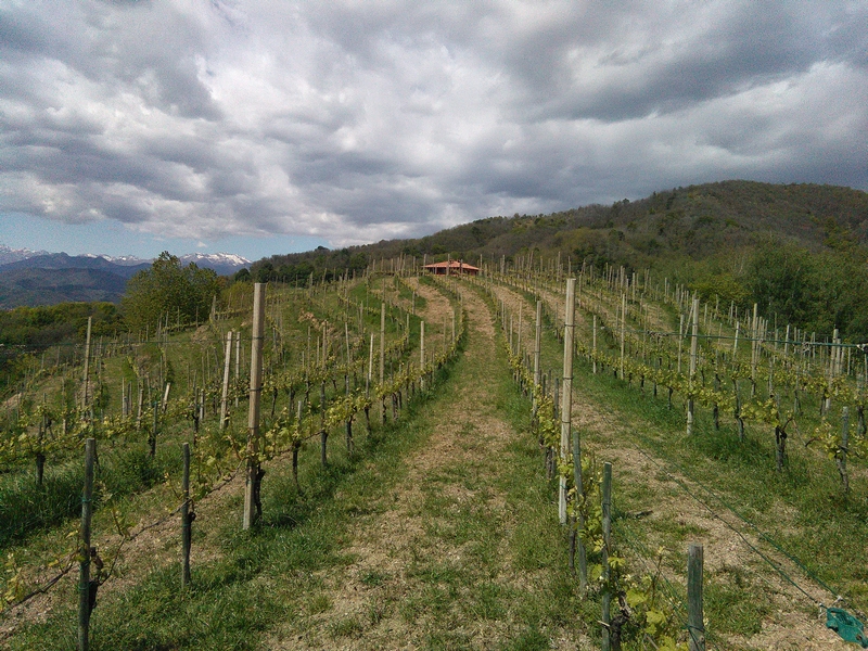 Veduta dello straordinario paesaggio viticolo delle "Terre del Boca", oggetto della proposta di inserimento nel Registro dei paesaggi rurali storici del Ministero per le Politiche Agricole, Alimentari e Forestali.