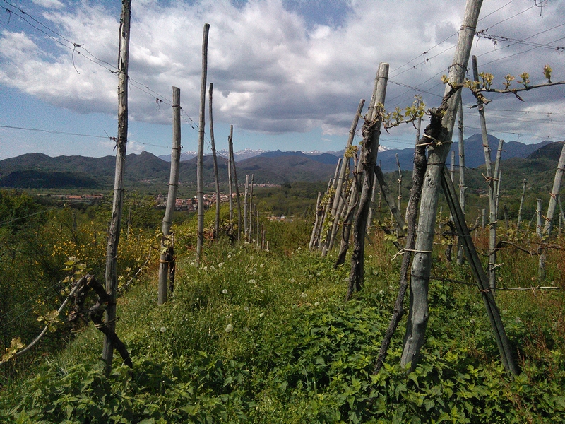 Straordinario paesaggio viticolo storico delle "Terre del Boca", meritevole del riconoscimento nel Registro dei paesaggi rurali storici, istituito presso il Ministero per le politiche agricole.