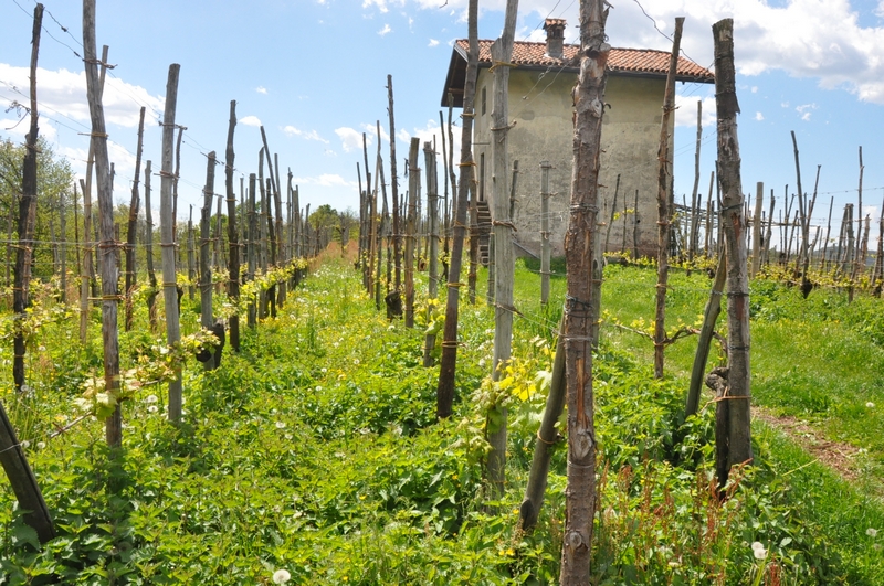 Straordinario paesaggio viticolo storico delle "Terre del Boca", meritevole del riconoscimento nel Registro dei paesaggi rurali storici, istituito presso il Ministero per le politiche agricole.