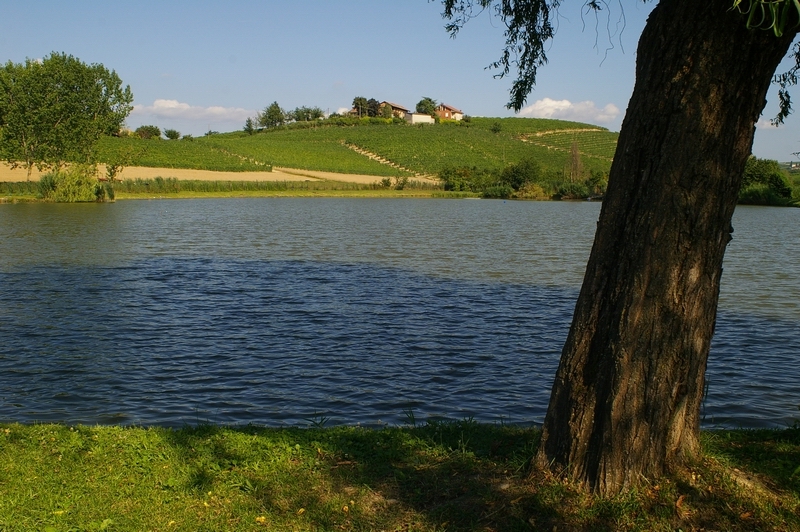 Veduta dello straordinario paesaggio di duplice interesse "agrario e naturalistico" della regione Paludo situata nei territori comunali di Agliano Terme, Calosso e Costigliole d Asti, oggetto della Richiesta di Dichiarazione di notevole interesse pubblico del Paesaggio in base alle disposizioni di legge contenute nel CODICE DEI BENI COLTURALI E DEL PAESAGGIO (Codice Urbani).