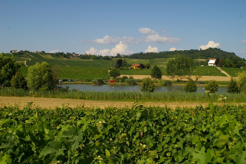 Veduta d insieme del singolare paesaggio della regione Paludo situata nei territori comunali di Agliano Terme, Calosso e Costigliole d Asti.