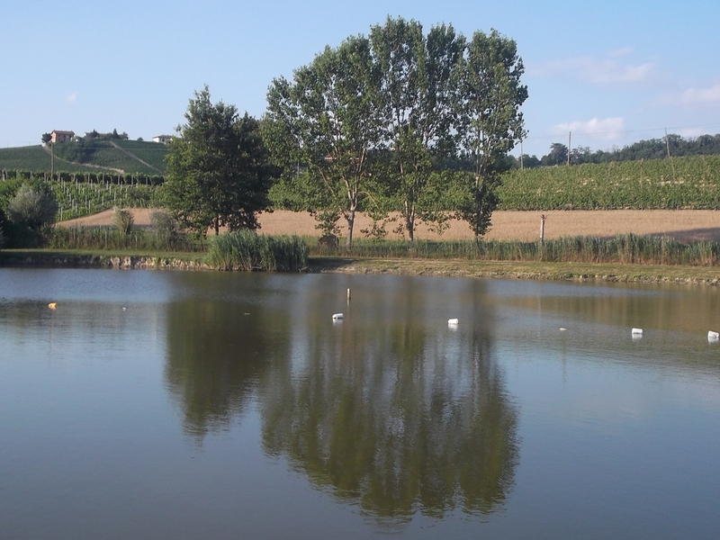 Veduta di un tratto di sponda del Lago in Regione Paludo, oggetto della Richiesta di Dichiarazione di Notevole interesse pubblico del Paesaggio.