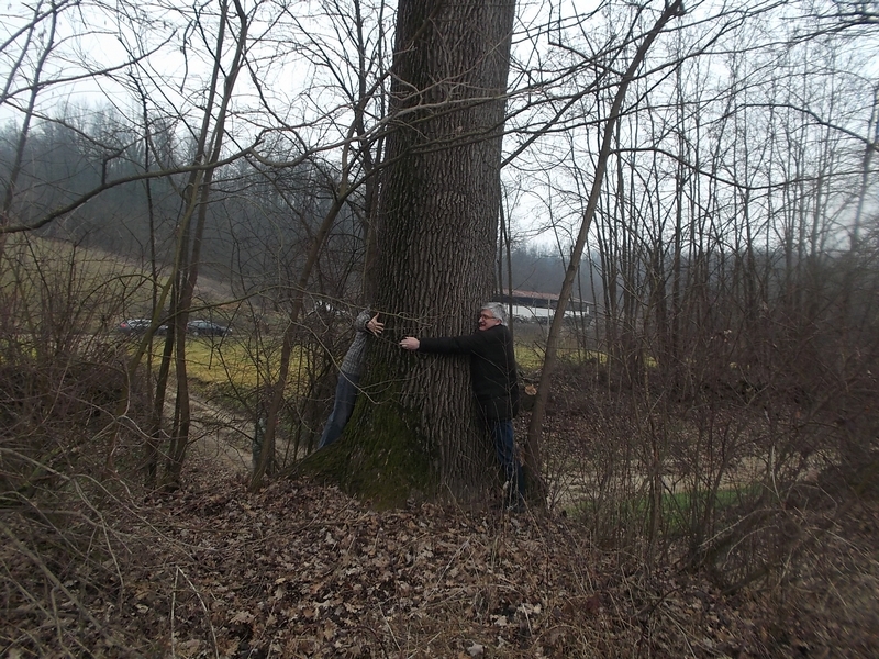 Determinazione della circonferenza di una Farnia (Quercus robur) monumentale nel territorio di Ferrere da parte del Dott. Angelo Porta (Presidente del Circolo Legambiente Valtriversa) e del Sindaco Silvio Maria Tealdi di Ferrere.