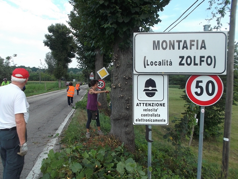 Operazioni in corso di effettuazione di spollonatura dei getti basali e di rimozione dei virgulti cresciuti sul fusto degli alberi del Viale storico della Rimembranza dei caduti della Grande Guerra di Montafia d Asti.