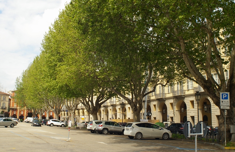 Veduta della splendida alberata di Platani di Piazza Alfieri ad Asti