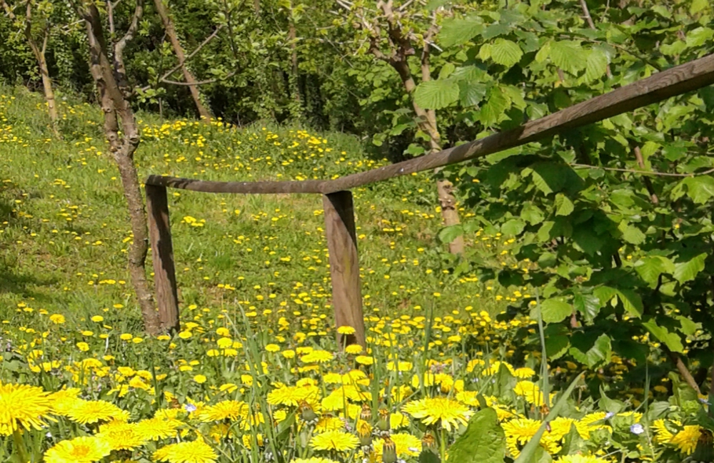 Immagine di bellissime fioriture primaverili rappresentativa della Mostra fotografica su "Il verde che cura attraverso le forme e i colori del paesaggio e degli ambienti" a cura del Dott. Carlo Raschio.